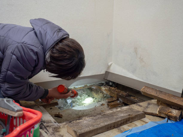 Bunkie, LA Mold Removal Company